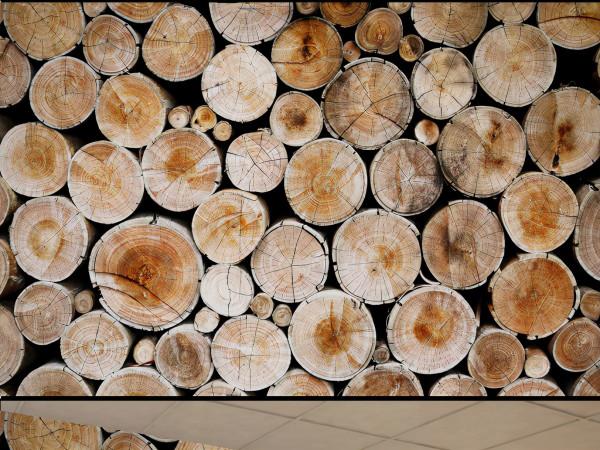 歐亞經濟聯盟原木出口配額清零，原木出口形勢持續收緊