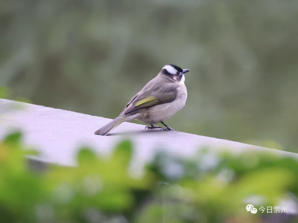 西河邊，看鳥去