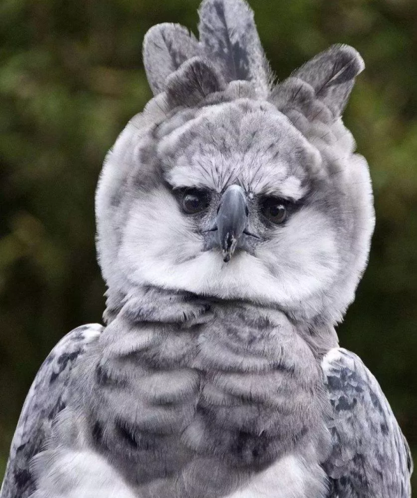 未解之謎：為什麼動物們不愛拍正臉？