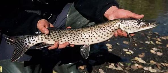 你釣到過最大的魚有多大?20斤?對我來說那叫魚餌 你釣到過最大的魚有多大?20斤?對我來說那叫魚餌