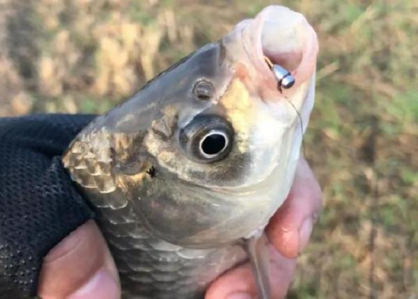 早春釣魚，臺釣商品餌“好用”？傳統釣連竿爆護，你卻還在苦等