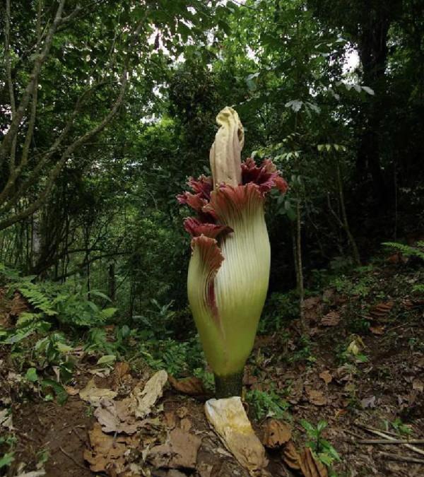 幾十年開花一次，花高三米，像一顆巨大的白菜，極其罕見
