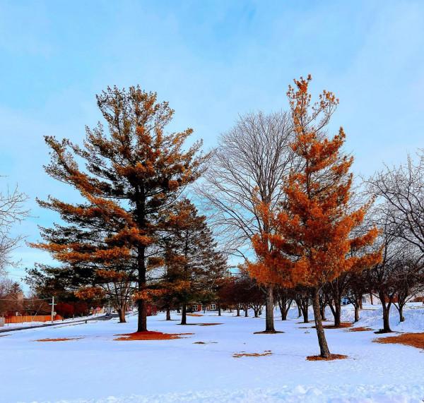 回望疫情中的2022年春節假期生活