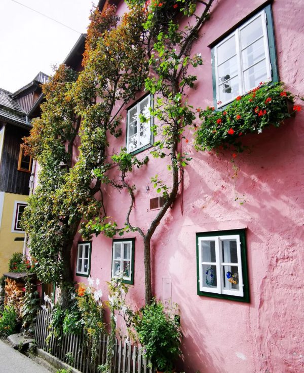 東北花友走遍歐洲著名花園,回國後建了座四季有花的北方花園 東北花友走遍歐洲著名花園,回國後建了座四季有花的北方花園