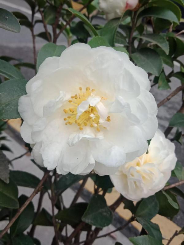 有個拾糞的老頭，夢想當了皇帝，拾糞的鏟子也要用金子打造