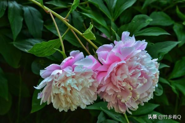 漂亮的芍藥花欣賞