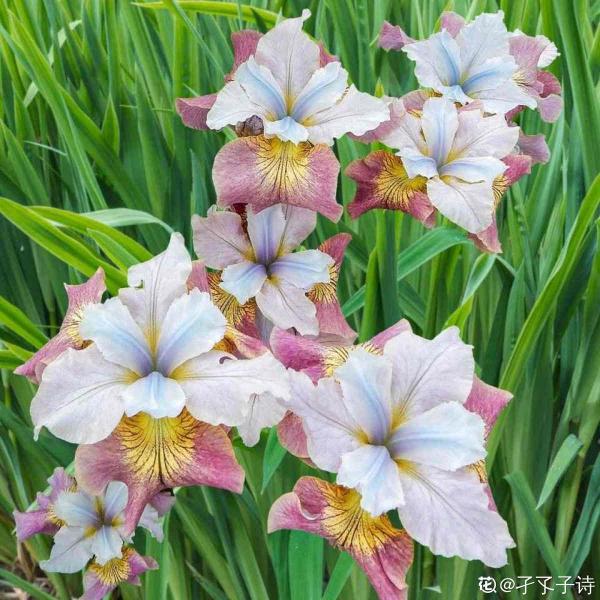 秋天種下3種花，冬天零下也不怕，明年春天花開滿園