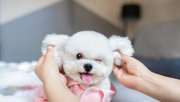 比熊犬：可以說是最好養的犬種之一，養一隻不後悔