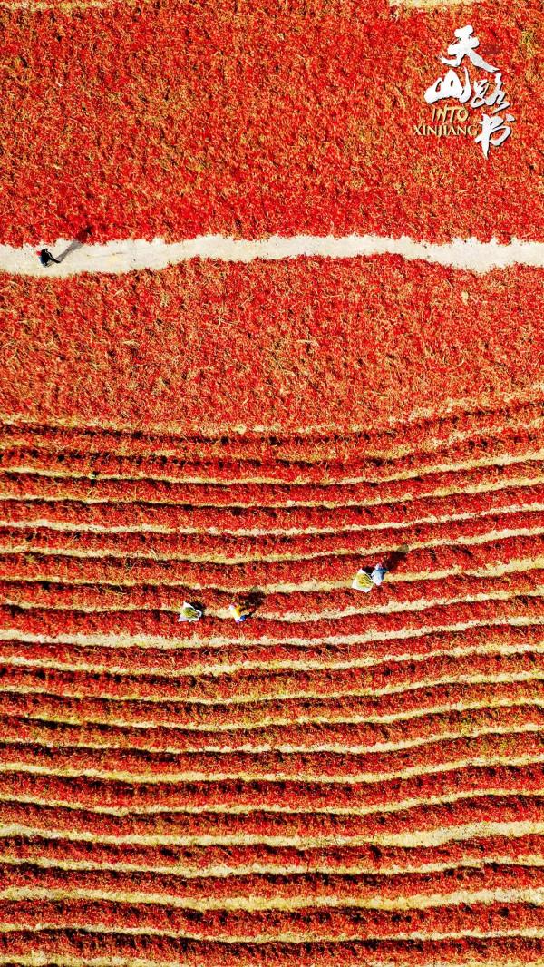 天山路書 | 走進新疆焉耆縣的一片“紅海”