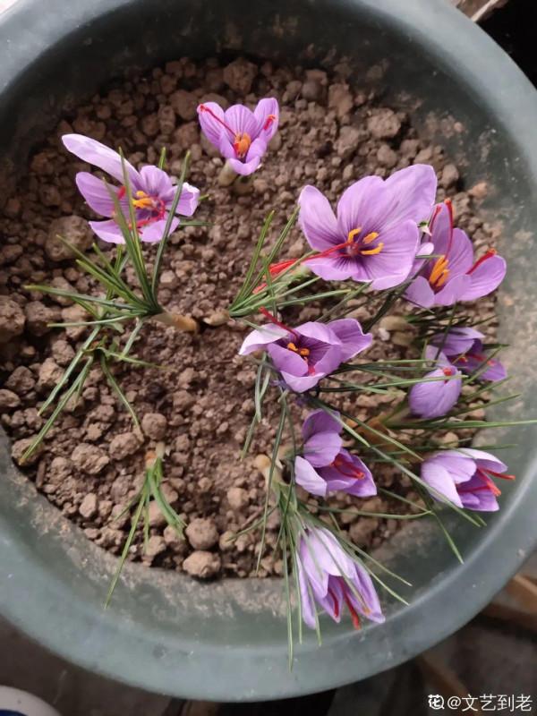 上千塊一斤的花，自己在家也能養開花，花絲泡水特養人