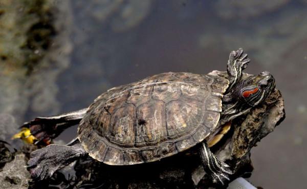 生物進化論中的一樁“懸案”？烏龜，科學家們的“噩夢”