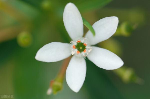 養朵花種棵草不需要多名貴自己喜歡就好 養朵花種棵草不需要多名貴自己喜歡就好
