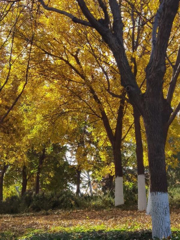 秋日不可辜負,北京園博園的碧雲天黃葉地 秋日不可辜負,北京園博園的碧雲天黃葉地