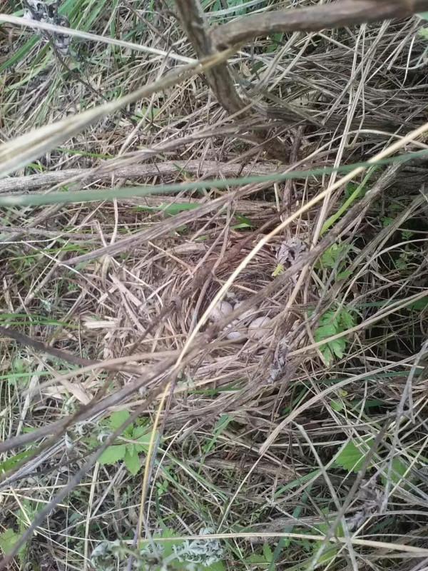 發現野生未成年小動物