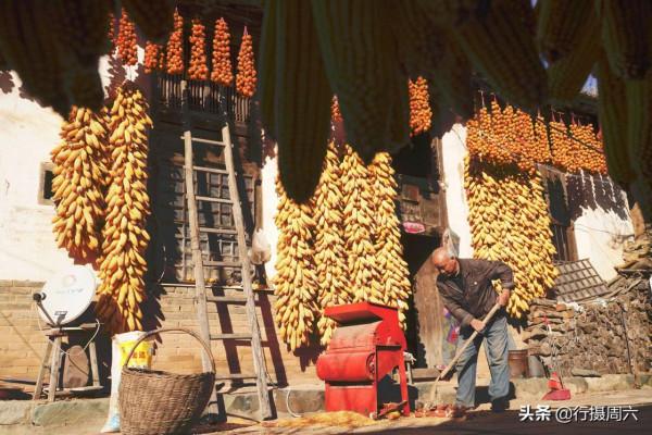 農民大爺把“柿子開花”變美味，10元1斤成搶手貨，如手提錢串串