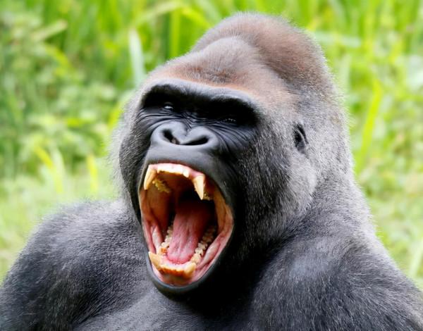 連猩猩都打不過，人類這麼弱，人類祖先是怎麼活下來的？