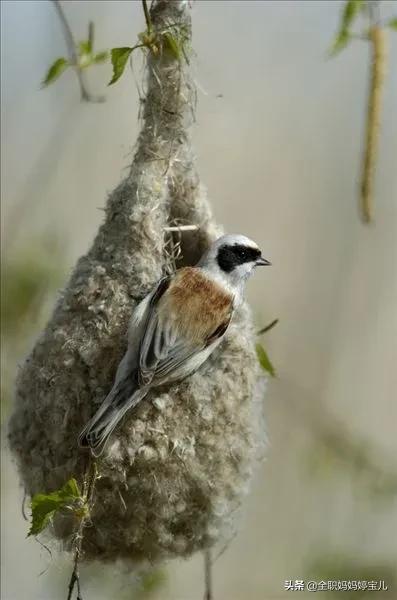 分享——鳥類築巢