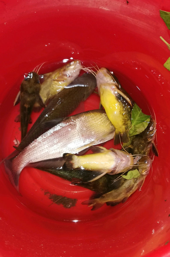 浙江釣友釣起未知水族，因未帶抄網拉不起來，就看到兩隻爪子