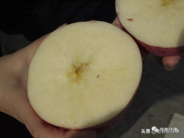 良心價!西集鎮脆甜的頭茬蘋果上市啦!採摘持續至10月底!快來吧 良心價!西集鎮脆甜的頭茬蘋果上市啦!採摘持續至10月底!快來吧