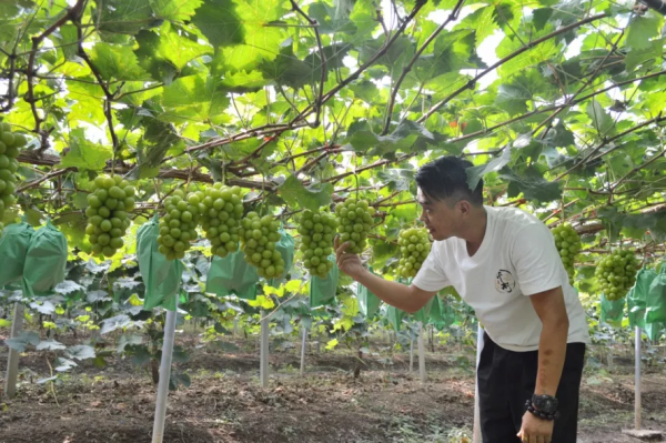 陽光玫瑰的喜與憂:“千年等一回”的葡萄,能火過三年嗎? 陽光玫瑰的喜與憂:“千年等一回”的葡萄,能火過三年嗎?