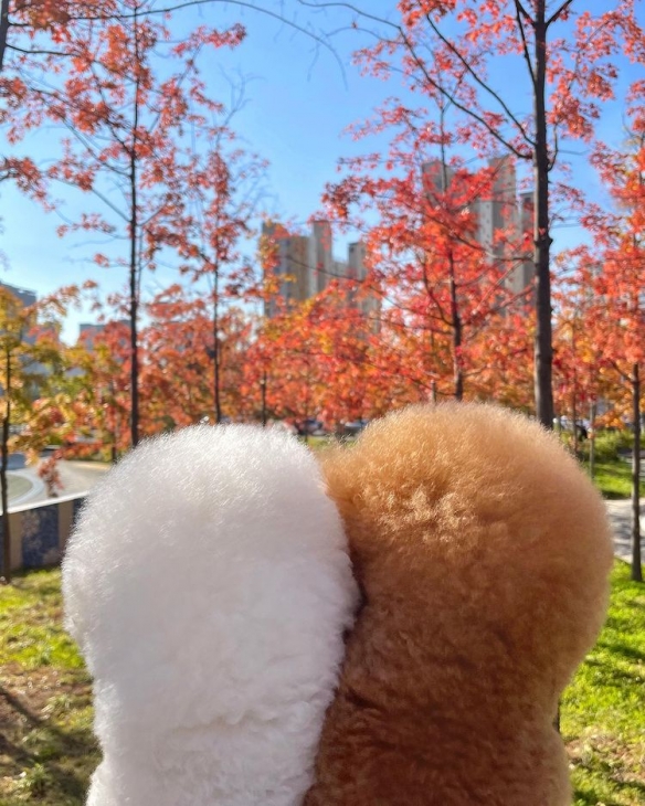 做什麼都一起的貴賓與比熊：兩團棉花糖的激萌日常