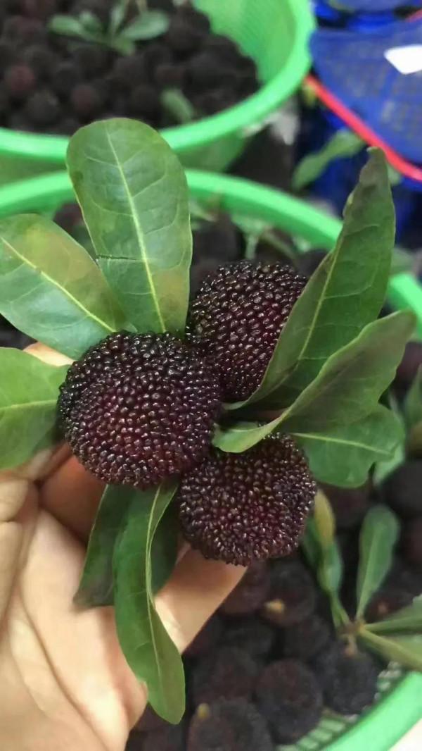 你見過這款潮汕黑暗料理嗎