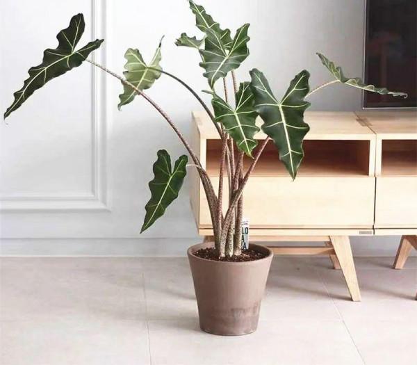 大葉子耐陰花，室內一定養，葉子比臉大，真涼快