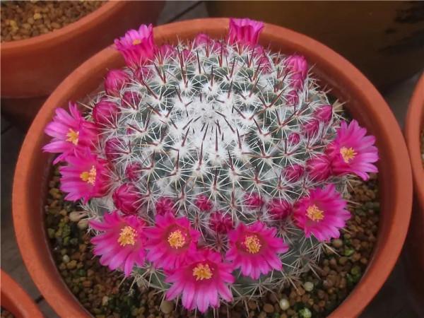 天氣冷氣溫低,這9種花要“幹養”,少澆水才不易受凍和爛根 天氣冷氣溫低,這9種花要“幹養”,少澆水才不易受凍和爛根