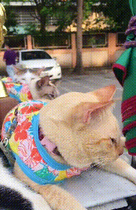 環衛大叔撿到9只流浪貓,養得膘肥體壯,垃圾車成了“擼貓車” 環衛大叔撿到9只流浪貓,養得膘肥體壯,垃圾車成了“擼貓車”