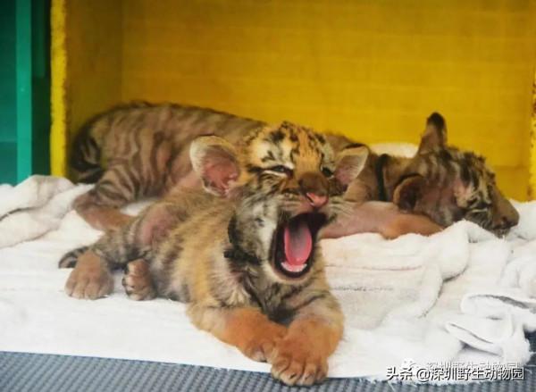 如果睡覺也能排名,我肯定是第一 如果睡覺也能排名,我肯定是第一