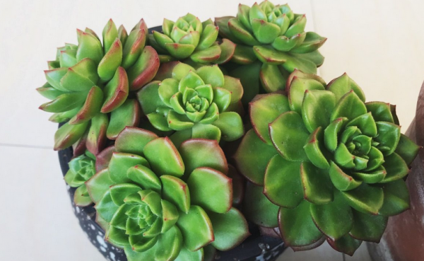 多肉側芽少怎麼辦?試試這3種方法,操作簡單,爆頭效果好 多肉側芽少怎麼辦?試試這3種方法,操作簡單,爆頭效果好