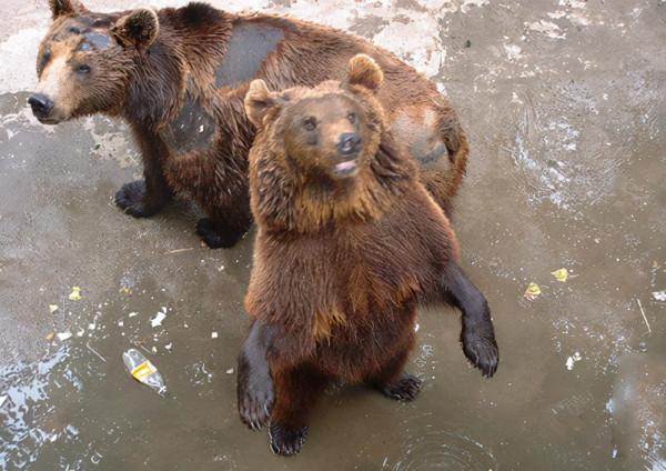 19年前北京“硫酸傷熊事件”的清華大學生,從天之驕子到學校之恥 19年前北京“硫酸傷熊事件”的清華大學生,從天之驕子到學校之恥