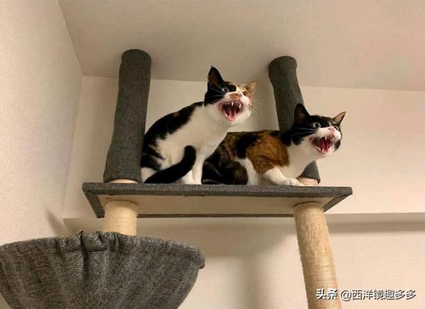 看了這些照片,你可得再要一隻貓了 看了這些照片,你可得再要一隻貓了