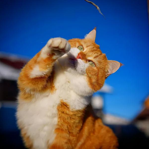 俄羅斯的胖橘，從流浪到人生贏家~逆襲喵生開始