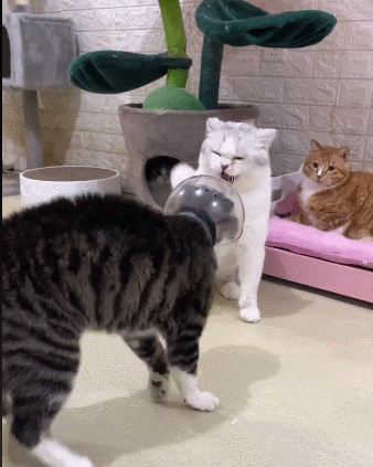 “為滿足粉絲,我用臭屁彈把貓燻死了” “為滿足粉絲,我用臭屁彈把貓燻死了”