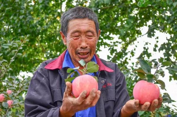 蘋果一套一摘一年損耗1000多億,山東果農免套袋增產20%,咋實現 蘋果一套一摘一年損耗1000多億,山東果農免套袋增產20%,咋實現