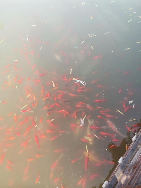 公園湖畔，景色宜人