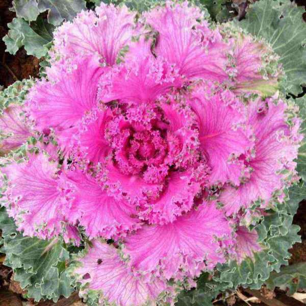 4種花適合短時間養殖，開敗了就扔掉，別心疼