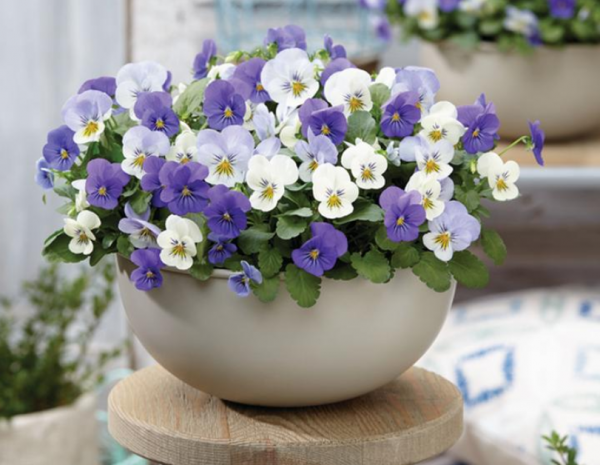 哪幾樣“草花”適合在家養？選這4款，開花勤，打理簡單