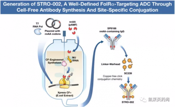 天士力3.95億美元引進，ADC藥物STRO-002臨床1期中期結果積極