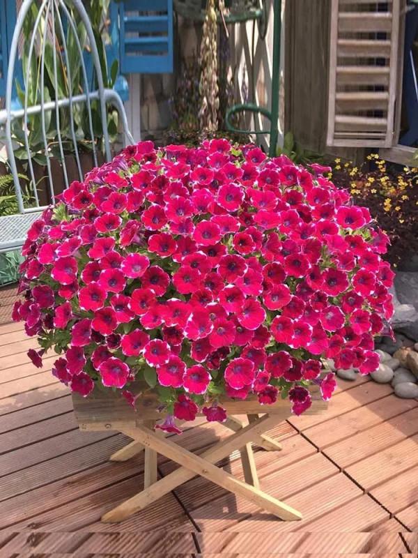 教你用花草走出emo