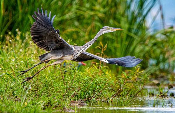多圖｜石屏異龍湖觀鳥圖鑑