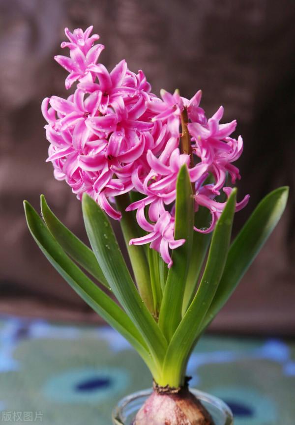 花園必備植物 風信子