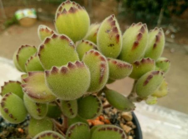 長得像動物的5種多肉，簡直萌翻天了，讓你一眼就愛上