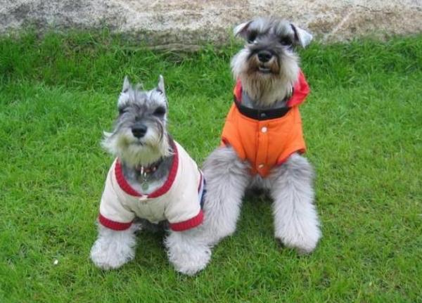 你的這幾種錯誤行為，會讓雪納瑞留下心理陰影