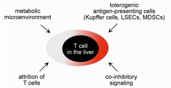 乙肝臨床前模型見解，異源增強免疫療法，有助協同提高效力