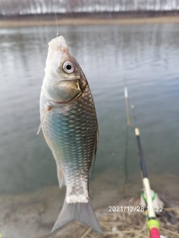 不斷改變作釣思路，寒冷冬季也能釣大板鯽