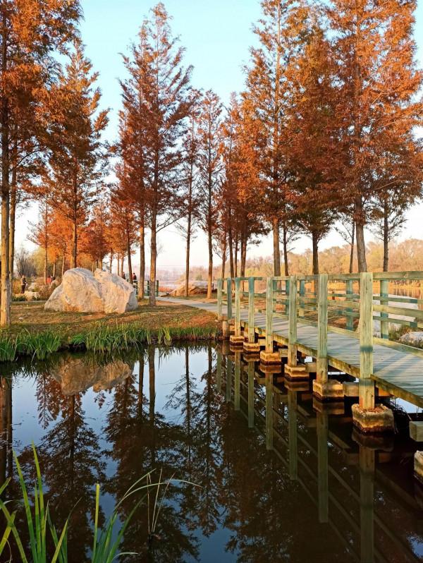 波光瀲灩水杉紅，層林盡染如畫中（之五）