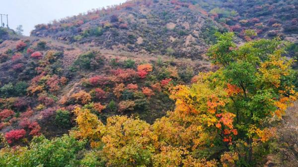 不出北京坐火車去賞秋,方便經濟不堵車,臥虎山蟠龍山盡顯中國紅 不出北京坐火車去賞秋,方便經濟不堵車,臥虎山蟠龍山盡顯中國紅
