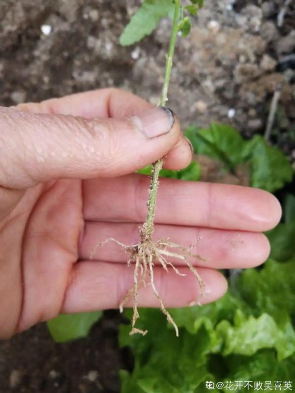 連陰雨天氣，最適合扦插，成活率超高